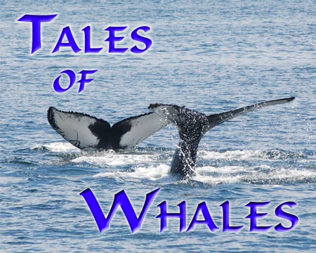 Photo Gallery - Tales of Whales