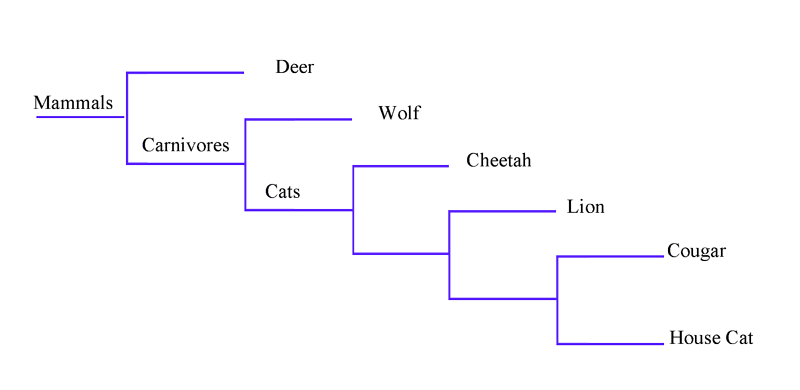 Basic cladogram of our six animals