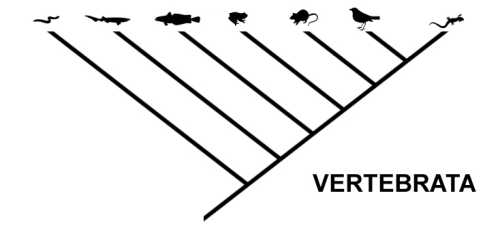 A simple cladogram of the vertebrates