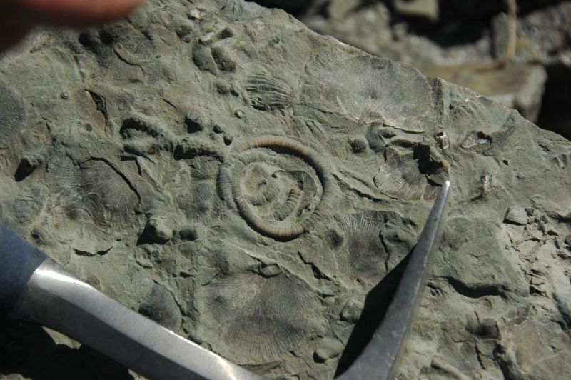 Fossiliferous limestone block from the Cincinnatian