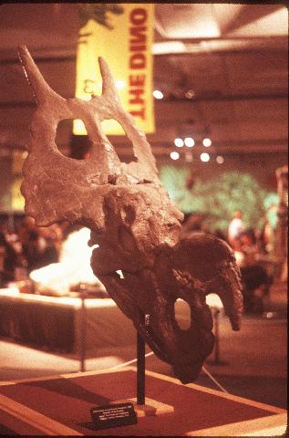 Einiosaurus skull