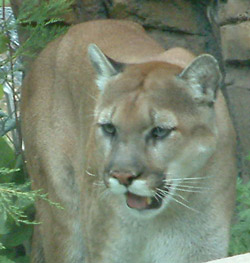 Photo of a cougar's head