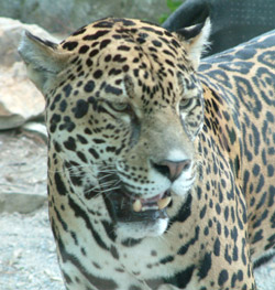Photo of a jaguar's head  (Panthera onca)