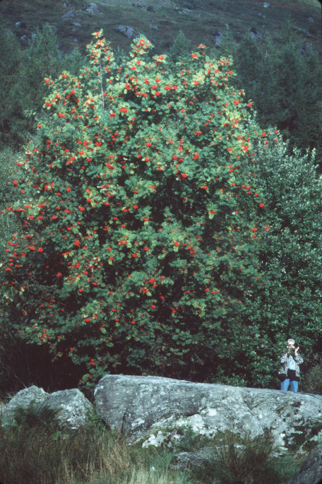 Rowan tree in berry