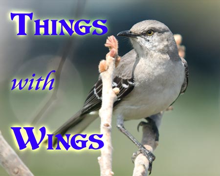 Photo Gallery - Things with Wings