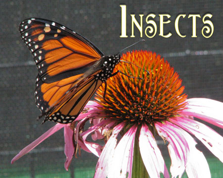 Photo Gallery - Insects