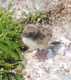 A week-old Common Tern chick